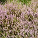 Blühende Erika erfreuen die Schmetterlinge und Bienen