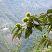 Edelkastanien und die Kirche oberhalb Bignasco, Madonne di Monte