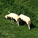 Schafe am Rauhhorn