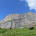 friedlich ruhende Kühe - vor den wilden Felswänden des Laucherengrates