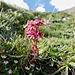 Blumenidylle beim Niwenpass (Sempervivum arachnoideum).