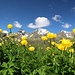 Trollblume vor <a href="http://www.hikr.org/tour/post55958.html">Innerer Wetterspitze</a>