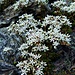 Sedum album L.<br />Crassulaceae<br /><br />Borracina bianca.<br />Orpin blanc.<br />Weisser Mauerpfeffer.<br />