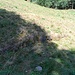 Etwas weiter unten ist eine 2, 3 Meter lange Steinmauer in der Wiese zu sehen, Rest der talseitigen Begrenzung des Grabens.