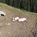Friedlich schlafende Alpschweine