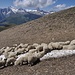 Ich treffe hier (gerade unterhalb Pt. 2834) die Schwarznas-schafe bei jedes Besuch. Die Schafe kühlen sich am letzten Schnee.