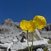 a ravvivare un po la grigia roccia.....
