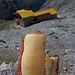 panino con vista