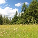 auf dem Rückweg wechseln Wälder und Wiesen