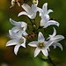 Albinoform der Breitblättrige Glockenblume (Campanula latifolia) im Wald des Tals Долина Аманауз (Dolina Amanauz). Zu 100% sicher bin ich jedoch nicht ob es sich um diese Art handelt.