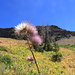 The thistle is almost done blooming, in the background the ridge of P. 9471