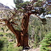A nice [https://en.wikipedia.org/wiki/Bristlecone_pine bristlecone pine]
