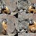 Curios Marmot 