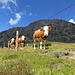 an Wanderern interessierte Kühe (wir sitzen im Gras)