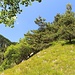 im Anstieg zum Lawinenspitz