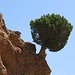 GINEPRO TURIFERO 1 - E' una pianta tipica della catena dell'Atlante, dove si può trovare anche ben oltre i 3000 metri di altitudine, incurante di siccità o freddo, riuscendo ad affondare le proprie radici in semplici spaccature della roccia
