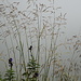 filigranes Gras im Nebel