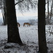 Winter-Romantik am Lägeren