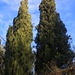 Mittelmeer-Zypressen (Cupressus sempervirens) auf dem Gratkamm vom Monte Titano, die Bäume gehören zum Landschftsbild Südeuropas.