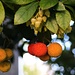 Westlicher Erdbeerbaum (Arbutus unedo) mit Früchten und Blüten. Die nur schwach schmeckende Früchte sind im überreifen Zustand essbar, sonst sind sie sehr sauer.