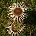 Silberdistel (Herbstzeiger)