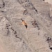 Turmfalke (<i>Falco tinnunculus</i>), gut getarnt vor dem gleichfarbigen Felsen des Bättlihorn.
