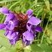 mit schöner Blumenpracht 2