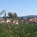 Der Burghügel von Laufenburg