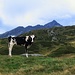 Giovane vitello all'Alp Montagna.