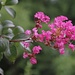 Аҟəа / Сухум (Ak̄°a / Sukhum):<br /><br />Blüten einer Chinesischen Lagerströmie (Lagerstroemia indica) im Botanischen Garten. Der kleine Baum ist heimisch in China, den beiden Koreas, Japan und Indien.