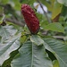 Аҟəа / Сухум (Ak̄°a / Sukhum):<br /><br />Der mächtige Fruchtzapfen einer Japanischen Grossblüttrigen Magnolie (Magnolia hypoleuca) im Botanischen Garten. Der schöne Baum kann in wärmeren Gegenden auch in Mitteleuropa angepflanzt werden.