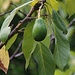 Аҟəа / Сухум (Ak̄°a / Sukhum):<br /><br />Avocado-Frucht (Persea americana) im Botanischen Garten der abchasischen Hauptstadt.