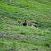 Diese Raubmöwe (Skua) ist heute gegenüber Menschen friedlich, da sie hier kein Nest hat, sondern nur Jagd auf andere Vögel macht.