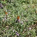 Schmetterling in Massen auf den Disteln