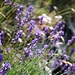 Lavendel