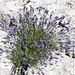 Lavendel.