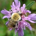 Biene auf der suche nach Blütenpollen