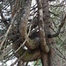 Es wächst ein Baum aus dem Baum, oder 2, oder 3 oder 4 ;)