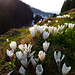 Frühlingsboten