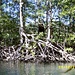 auf Pirschfahrt durch die Mangrovensümpfe - in Bildmitte ein großes Termitennest