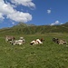 diese schönen Hochflächen sind natürlich ein gefundenes Fressen für die Pistenindustrie