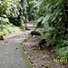 Halsband-Pekaris - auch [http://de.wikipedia.org/wiki/Nabelschweine Nabelschweine] genannt - kreuzen unseren Pfad durch den Nebelwald