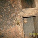 abends auf unserer Terrasse in der Lodge im Regenwald - diese hübsche haarige Spinne
