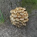 Pilzkolonie am Baum