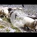 <b>Transumanza di pecore al Serles - 4.9.2016, ore 10:30.</b>
