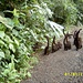 Wanderung der Nasenbären (Coatis)