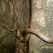 endlich Begegnung mit einer Schlange im Regenwald