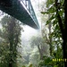 Skywalk im Nebelwald des Monteverde