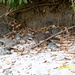 ein Waschbär am Strand des Nationalparkes Manuel Antonio