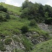 Die überwucherte Steilstufe (T4+) auf den untersten Metern der Westflanke; vermutlich auf Trittspuren im Wald umgehbar